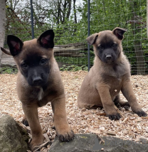 Foto №1. belgischer schäferhund - zum Verkauf in der Stadt Эсбьорг | 331€ | Ankündigung № 124690