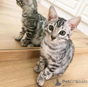 Foto №2 zu Ankündigung № 163087 zu verkaufen beagle - einkaufen Deutschland quotient 	ankündigung, aus dem tierheim