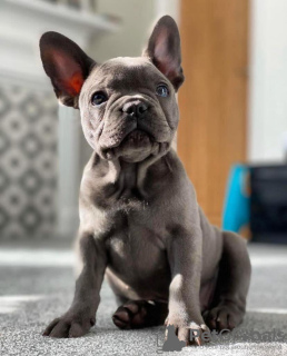 Foto №2 zu Ankündigung № 93585 zu verkaufen französische bulldogge - einkaufen Deutschland quotient 	ankündigung, vom kindergarten, aus dem tierheim, züchter