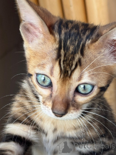 Foto №3. Bengalen stehen zur Adoption zur Verfügung. Frankreich