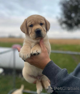 Foto №1. labrador retriever - zum Verkauf in der Stadt Berlin | 400€ | Ankündigung № 89647