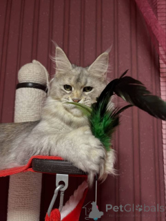Foto №2 zu Ankündigung № 160661 zu verkaufen maine-coon-katze - einkaufen Großbritannien 