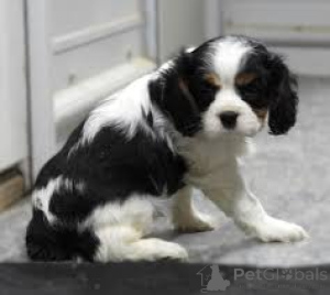 Foto №3. Cavalierkingcharlesinspanielin kann es kaum erwarten, etwas zu sagen. Finnland