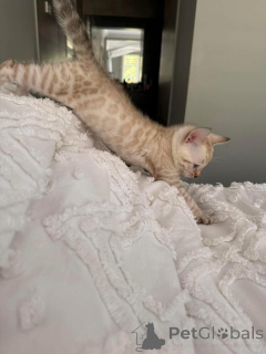 Foto №1. bengal katzenrasse - zum Verkauf in der Stadt Aroza | Frei | Ankündigung № 152765