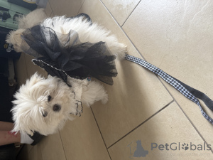 Foto №1. deutsche spitze - zum Verkauf in der Stadt Zweibrücken | verhandelt | Ankündigung № 147826