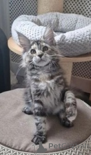 Foto №1. maine-coon-katze - zum Verkauf in der Stadt Beresje | verhandelt | Ankündigung № 169620