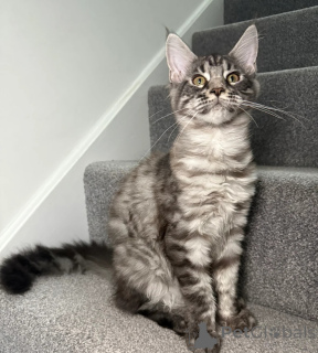 Foto №3. Ein Mädchen, ein Junge, bereit zu gehen. USA