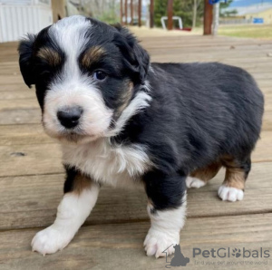 Foto №2 zu Ankündigung № 124966 zu verkaufen australian shepherd - einkaufen Estland quotient 	ankündigung