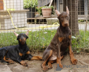 Foto №3. Dobermann-Welpen. Serbien