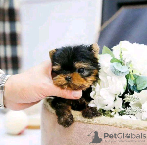 Foto №2 zu Ankündigung № 112999 zu verkaufen yorkshire terrier - einkaufen Finnland 