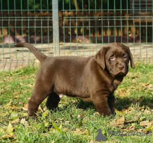 Zusätzliche Fotos: Sprzedam Słodkie Czekoladowe Szczenięta Labradora