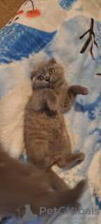 Zusätzliche Fotos: Britisch Kurzhaar Kätzchen