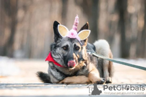 Foto №3. Doggy Remy in guten Händen. Russische Föderation