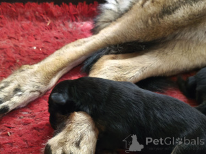 Foto №3. Alexander Morosow. Estland