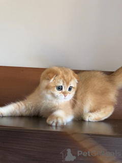 Foto №3. Lernen Sie Oliver kennen, unseren kleinen Herrn mit gefalteten Ohren und dem. Island