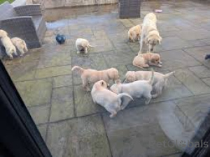 Foto №1. golden retriever - zum Verkauf in der Stadt Paris | 1000€ | Ankündigung № 166725