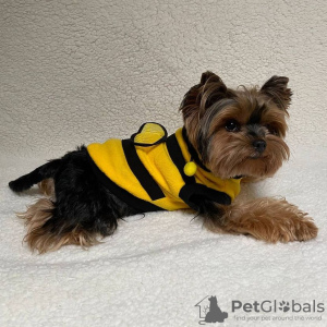 Foto №1. yorkshire terrier - zum Verkauf in der Stadt Lima | verhandelt | Ankündigung № 49928