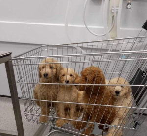 Foto №1. mischlingshund - zum Verkauf in der Stadt Tennessee City | 828€ | Ankündigung № 80172