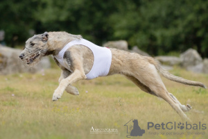 Zusätzliche Fotos: Offene Reservierung für Irish Wolfhound-Welpen/Schönheit und Leistung