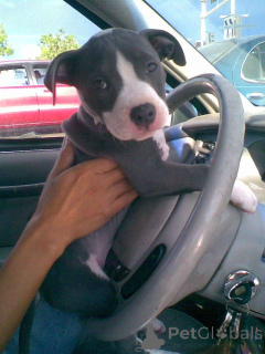 Foto №2 zu Ankündigung № 138721 zu verkaufen american pit bull terrier - einkaufen Österreich quotient 	ankündigung