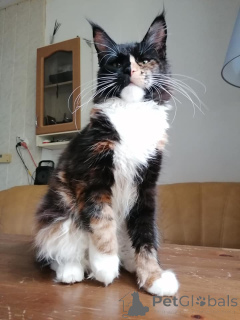 Foto №4. Ich werde verkaufen maine-coon-katze in der Stadt Valladolid. quotient 	ankündigung - preis - 553€