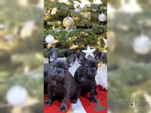 Foto №2 zu Ankündigung № 137201 zu verkaufen französische bulldogge - einkaufen Schweiz 