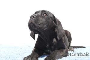 Foto №1. cane corso italiano - zum Verkauf in der Stadt Buzău | 1700€ | Ankündigung № 140504