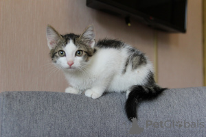 Zusätzliche Fotos: Ein bezaubernder Tabby-Kätzchenjunge sucht ein Zuhause und eine liebevolle