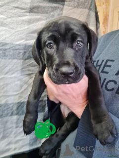 Foto №3. Pressa Cane Corso Welpen. Kontaktieren Sie mich per WhatsApp unter 44 7453. Deutschland