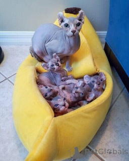 Foto №1. sphynx-katze - zum Verkauf in der Stadt Bochum | 350€ | Ankündigung № 170880