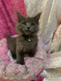 Foto №1. maine-coon-katze - zum Verkauf in der Stadt Bern | 200€ | Ankündigung № 155200