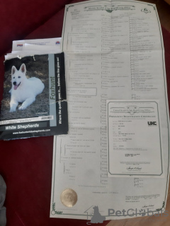 Foto №3. White Shepherds. Serbien