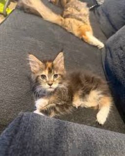 Foto №3. Maine-Coon-Kätzchen abzugeben. Österreich