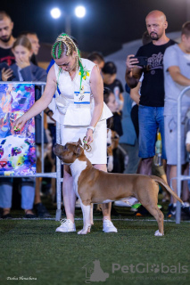 Foto №1. amerikanischer staffordshire terrier - zum Verkauf in der Stadt St. Petersburg | 986€ | Ankündigung № 123091