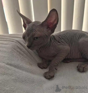 Foto №4. Ich werde verkaufen sphynx-katze in der Stadt Überllenlen. quotient 	ankündigung - preis - 580€