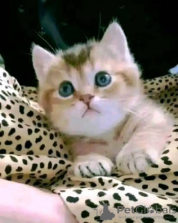 Foto №3. Munchkin. Belgien