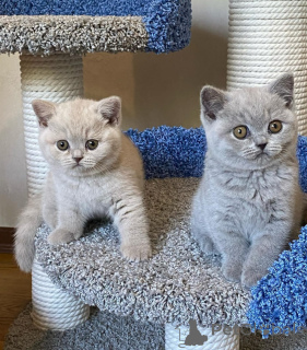 Foto №1. britisch kurzhaar - zum Verkauf in der Stadt Höfn | 400€ | Ankündigung № 173480