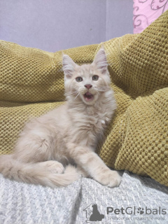 Foto №4. Ich werde verkaufen maine-coon-katze in der Stadt Kharkov. züchter - preis - 473€