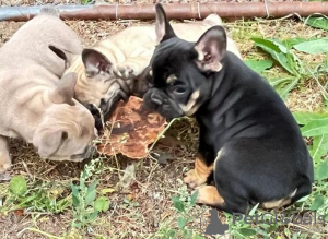 Foto №1. französische bulldogge - zum Verkauf in der Stadt Mailand | 250€ | Ankündigung № 117949