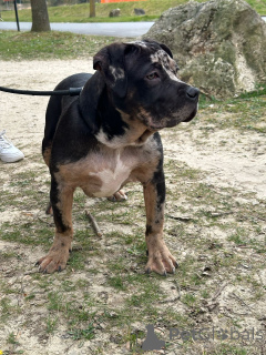 Foto №2 zu Ankündigung № 138671 zu verkaufen american bully - einkaufen Frankreich quotient 	ankündigung