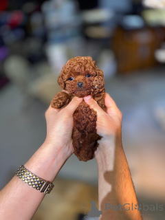 Foto №1. pudel (toy) - zum Verkauf in der Stadt Karlovy variiert | 250€ | Ankündigung № 173722