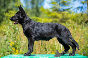 Foto №2 zu Ankündigung № 113346 zu verkaufen deutscher schäferhund - einkaufen Russische Föderation vom kindergarten