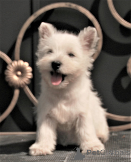 Zusätzliche Fotos: West Highland White Terrier Welpe weiblich