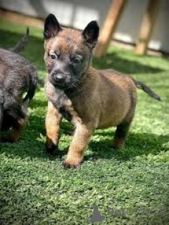 Foto №2 zu Ankündigung № 164093 zu verkaufen belgischer schäferhund - einkaufen Belgien quotient 	ankündigung, züchter