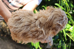 Foto №3. Bolonka Wette FCI Welpe - Ein schönes Mädchen. Polen