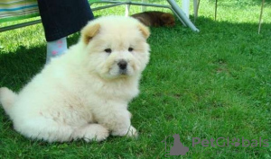 Foto №3. Schattige en Mooie Chow Chow-Puppys Bechikbaum Voor Adoptie. Niederlande