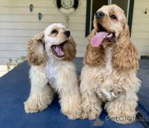 Foto №1. amerikanischer cocker spaniel - zum Verkauf in der Stadt Berlin | 700€ | Ankündigung № 157183