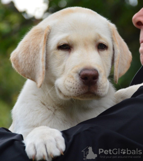 Foto №4. Ich werde verkaufen labrador retriever in der Stadt Чугуев. quotient 	ankündigung - preis - verhandelt