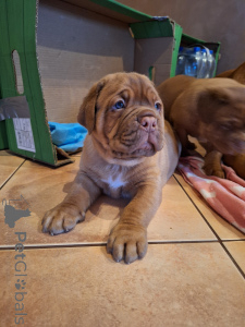 Foto №2 zu Ankündigung № 135147 zu verkaufen dogue de bordeaux - einkaufen Polen quotient 	ankündigung