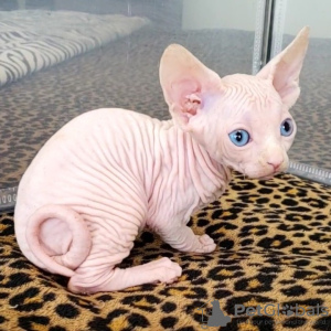 Foto №2 zu Ankündigung № 89021 zu verkaufen sphynx cat - einkaufen Kanada züchter